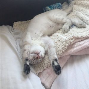 Meet your Posher, Maxwell